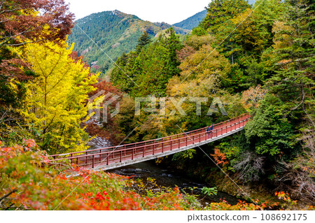 Ishibune Bridge and autumn leaves in Akigawa Valley, Akiruno City, Tokyo 108692175