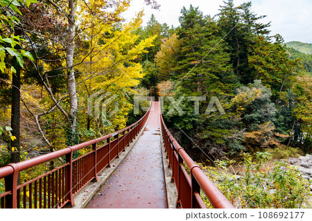 Ishibune Bridge and autumn leaves in Akigawa Valley, Akiruno City, Tokyo 108692177