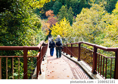 Ishibune Bridge and autumn leaves in Akigawa Valley, Akiruno City, Tokyo 108692181