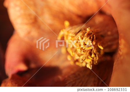 A beautiful macro close-up shot of a camellia flower withering while turning sepia-toned. 108692331