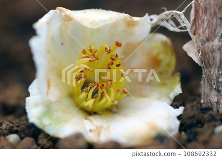 The sad natural beauty of white-flowered Chinese camellias falling to the ground (natural light, macro lens close-up) 108692332