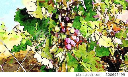 A bunch of grapes ready to be harvested. 108692499