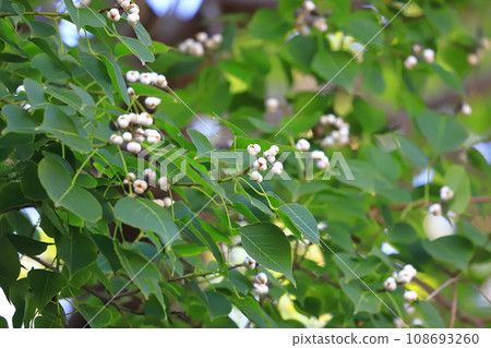 Ripe white fruits and seeds of Nanjing yellow oak Ripe white fruits and seeds of Nanjing yellow oak 108693260