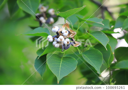 南京黃橡成熟的白色果實和種子 108693261