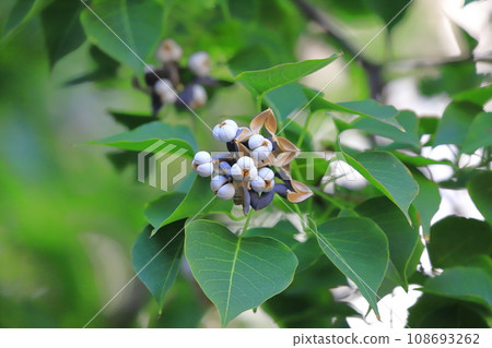 南京黃橡成熟的白色果實和種子 108693262