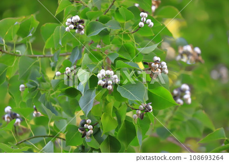 Ripe white fruits and seeds of Nanjing yellow oak 108693264