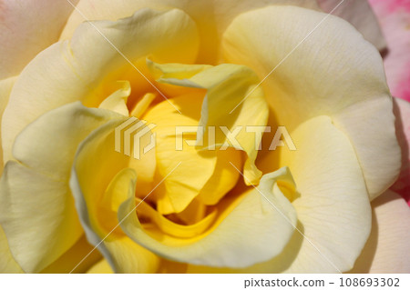 Ivory and yellow gradation rose flower Grace (2001 England, macro lens used, natural light, close-up photo) Ivory and yellow gradation rose flower Grace (2001 England, macro lens used, natural light, close-up photo) 108693302