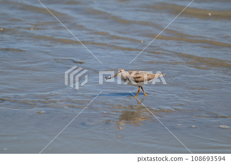 秋季遷徙，河口灘塗鷸02 108693594