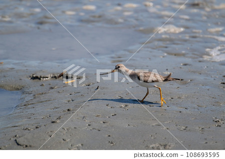秋季遷徙，河口灘塗鷸03 108693595