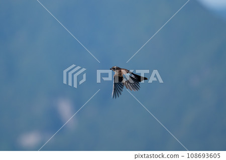 Autumn migration, mountain jay flight 03 108693605