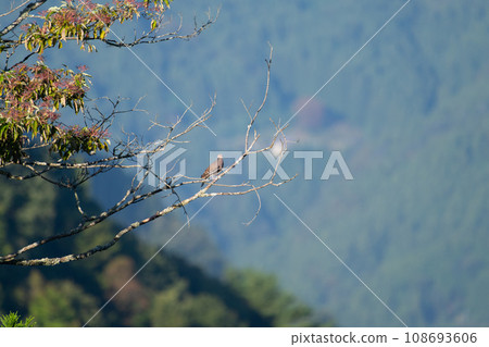 Autumn migration, mountain turtledoves 108693606