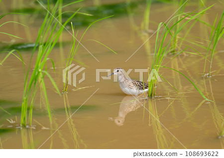 Autumn migration, paddy field sandpiper 01 108693622