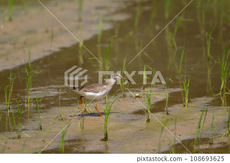 Autumn migration, red-legged sandpiper in rice fields Autumn migration, red-legged sandpiper in rice fields 108693625