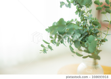 Houseplant placed on the table Houseplant placed on the table 108693918