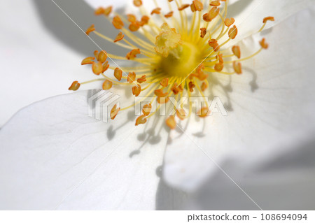 A close-up of a beautiful white single-flowered rose "Frau Holle, 2006, made in Germany, sunny, outdoor macro photo) A close-up of a beautiful white single-flowered rose "Frau Holle, 2006, made in Germany, sunny, outdoor macro photo) 108694094