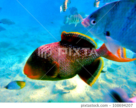 Snorkeling from the pier at Rangiroa Atoll, Tahiti 108694207