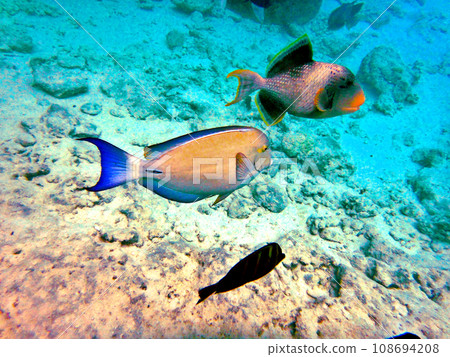 Snorkeling from the pier at Rangiroa Atoll, Tahiti 108694208