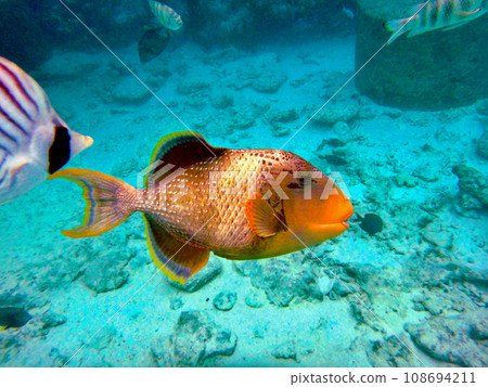 從塔希提島朗伊羅阿環礁的碼頭浮潛 108694211