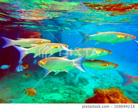 Snorkeling from the pier at Rangiroa Atoll, Tahiti Snorkeling from the pier at Rangiroa Atoll, Tahiti 108694218