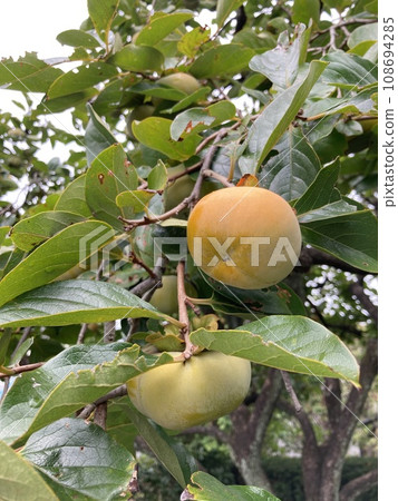 Wolf that became a tree 108694285