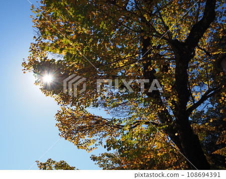 Looked up forest Looked up forest 108694391