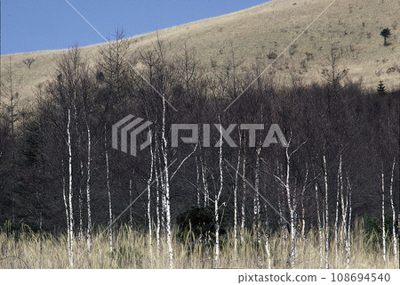 A forest of white birch trees with a blue sky and dry fields in the background 108694540