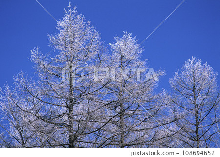 藍天映襯下的三棵霜凍樹 108694652