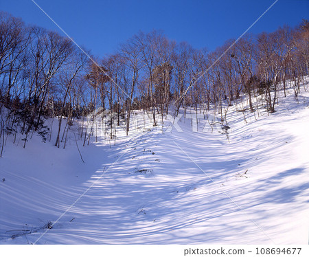 The long shadows of trees on the snowy mountain 108694677