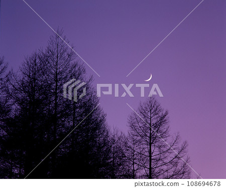 Crescent moon shining above the larch 108694678