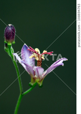 Purple flowers with purple spots (macro lens used, outdoor natural light, close-up photo) Purple flowers with purple spots (macro lens used, outdoor natural light, close-up photo) 108694763