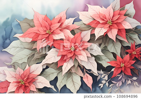 Poinsettia plant watercolor illustration background for Christmas event. Poinsettia plant watercolor illustration background for Christmas event. 108694896