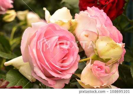 家庭園藝 108695101