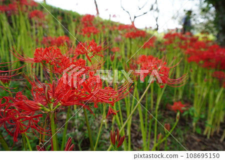 Spider lilies in full bloom in the shade of a tree Spider lilies in full bloom in the shade of a tree 108695150