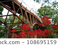 秋天的金雀花、紅蜘蛛百合和愛愛橋 108695159