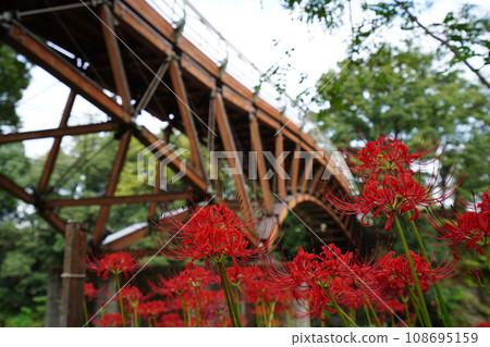秋天的金雀花、紅蜘蛛百合和愛愛橋 秋天的金雀花、紅蜘蛛百合和愛愛橋 108695159