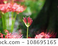 紅蜘蛛百合即將綻放 108695165