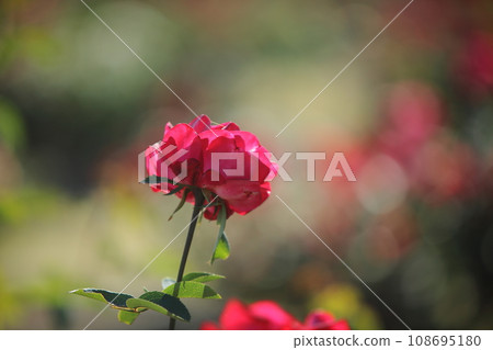 Arao City Ominous Citizen Flower Bed Rose Flower, 108695180