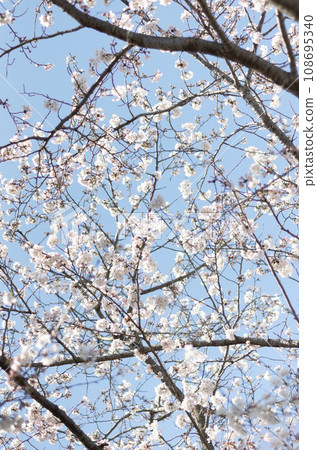 Cherry blossoms in blue sky Cherry blossoms in blue sky 108695340