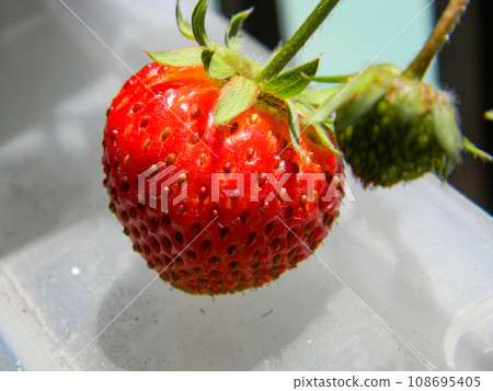 Homemade bright red strawberries with a sweet scent Homemade bright red strawberries with a sweet scent 108695405