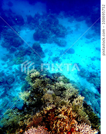 Okinawa, Kerama Islands, Zamami, Amuro Island snorkeling Okinawa, Kerama Islands, Zamami, Amuro Island snorkeling 108695752