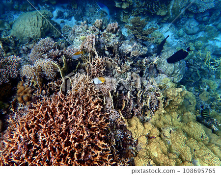 Okinawa, Kerama Islands, Zamami, Amuro Island snorkeling 108695765