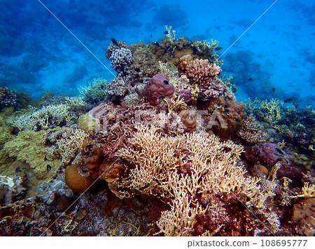 Okinawa, Kerama Islands, Zamami, Amuro Island snorkeling Okinawa, Kerama Islands, Zamami, Amuro Island snorkeling 108695777