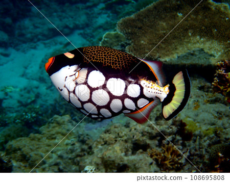 Okinawa, Kerama Islands, Zamami, Amuro Island snorkeling Okinawa, Kerama Islands, Zamami, Amuro Island snorkeling 108695808