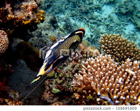 Okinawa, Kerama Islands, Zamami, Amuro Island snorkeling Okinawa, Kerama Islands, Zamami, Amuro Island snorkeling 108695809