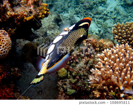 Okinawa, Kerama Islands, Zamami, Amuro Island snorkeling Okinawa, Kerama Islands, Zamami, Amuro Island snorkeling 108695811