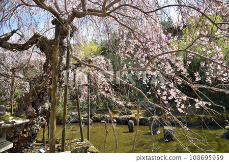 Chikurin-in Gunpoen [Yoshinoyama, Yoshino-cho, Yoshino-gun, Nara Prefecture] 108695959