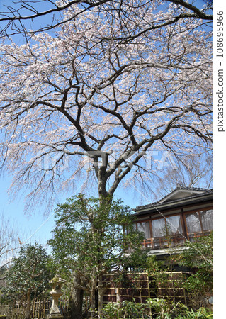 Chikurin-in Gunpoen [Yoshinoyama, Yoshino-cho, Yoshino-gun, Nara Prefecture] 108695966