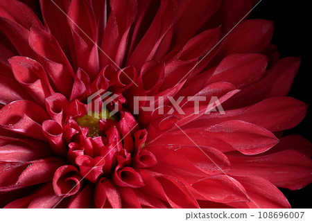 達利亞盛開 108696007