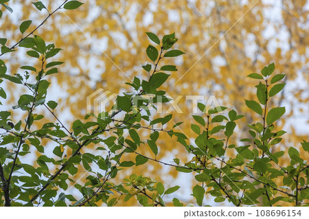 Autumn leaves of bright orange-yellow-green foliage on the sky. Autumn leaves of bright orange-yellow-green foliage on the sky. 108696154