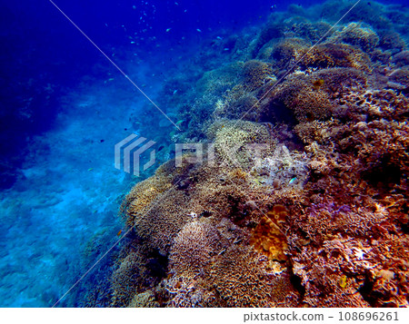 Okinawa, Kerama Islands, Zamami, Amuro Island snorkeling 108696261